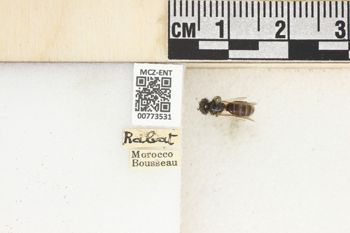 Media type: image;   Entomology 773531 Aspect: Labels